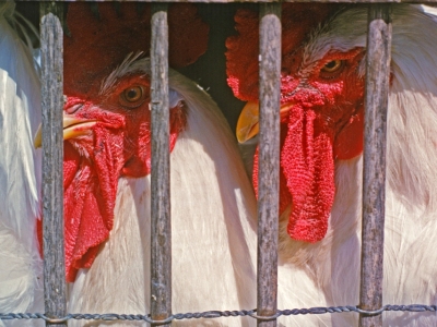 IWsp1962-2-chickens-in-cage