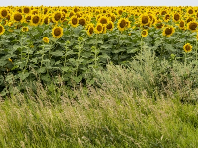 NDsu23-3-Sunflower-Field-Sterling-NODAK