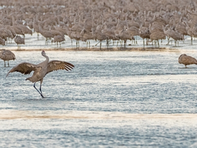 SHC24-9-Dancing-Crane_DSC1458-wk-copy