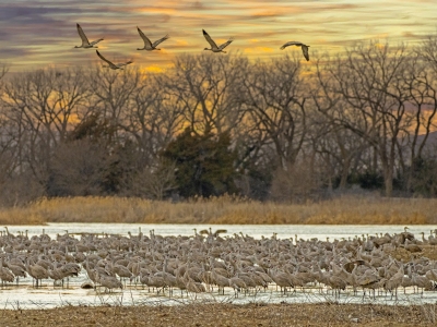 SHC24-11-Five-Cranes-Airborn, Wood River, Nebraska