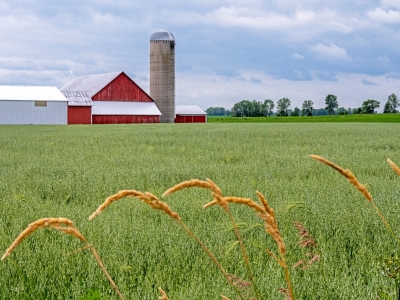 WIsu11-Door-County-Wheat-and-Oat-Field