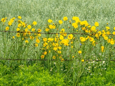 WIsu16-Door-County-Oat-Field-with-Fence-Line