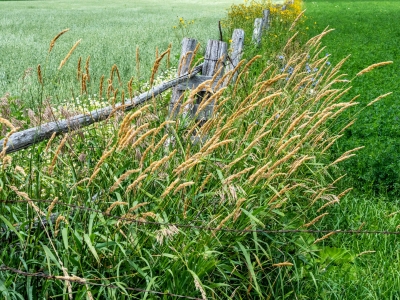 WIsu9-Door-County-Wheat-Oat-and-Soybean-Fields