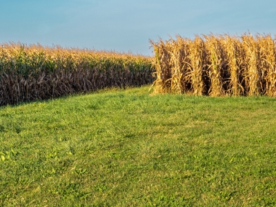 ILLf17-Pink-Hat-Farmer