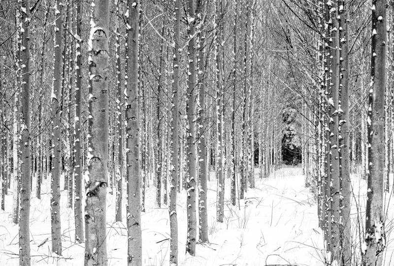 CANw10-Lined-up-Trees
