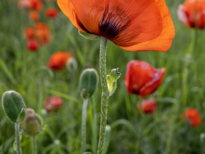 IDsp23-19-Poppy-Field-Driggs-Idaho