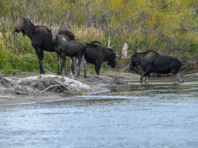 IDf18-13-Moose-Family-Tussle-Teton-River-ID