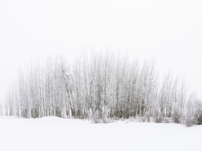 IDw21-57-Tree-Stand-Teton-Valley-ID