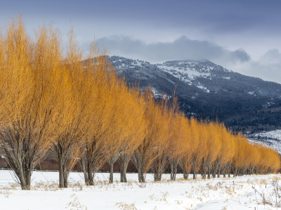 IDw19-24-Willow-Line-