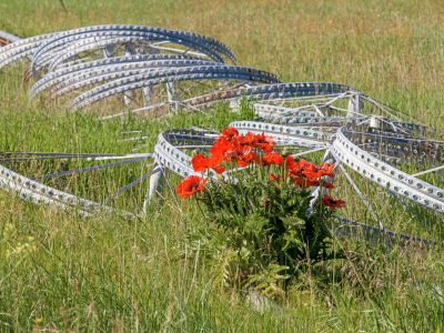 IDsu26-1-Poppies-Cottonwood-Way-B0002141-wk-copy