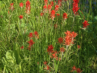 WYsu26-11-Scarlet-Paintbrush-Teton-Canyon-B0002118-wk-copy