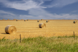 SDsu26-3-Hay-Rolls-in-Meadow-SD_DSC0812-crop-wk-copy
