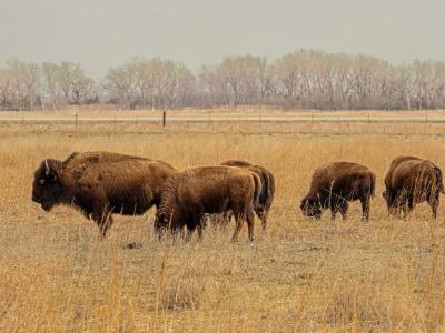 NEsp24-11-Bison-at-Crane-Trust