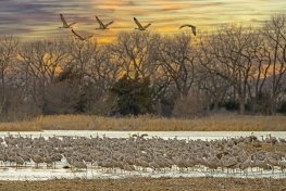 SHC24-11-Five-Cranes-Airborn, Wood River, Nebraska