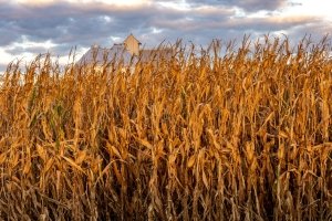 ILLf1-Pink-Hat-Farmer