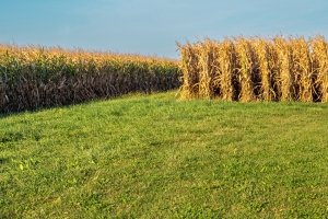 ILLf17-Pink-Hat-Farmer