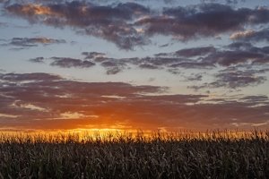 ILLf5-Pink-Hat-Farmer