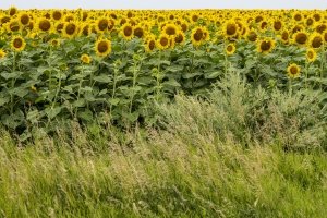 NDsu23-3-Sunflower-Field-Sterling-NODAK
