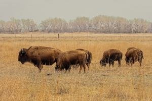 NEsp24-11-Bison-at-Crane-Trust