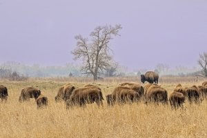NEsp24-7-Bison-at-Crane-Trust-