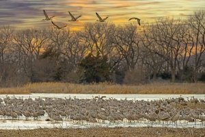 SHC24-11-Five-Cranes-Airborn, Wood River, Nebraska