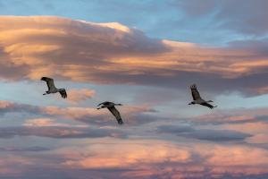 SHC24-5-Three-Sand-Hill-Cranes-in-fligh