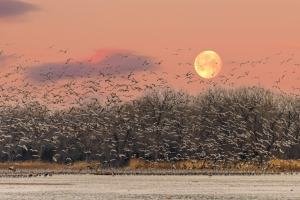 SHC24-71a-white-flock-bigelow-moon