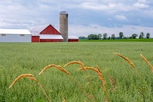 WIsu11-Door-County-Wheat-and-Oat-Field