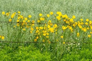 WIsu16-Door-County-Oat-Field-with-Fence-Line