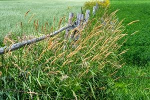 WIsu9-Door-County-Wheat-Oat-and-Soybean-Fields