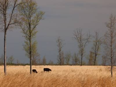 NTsp20 Two Cows