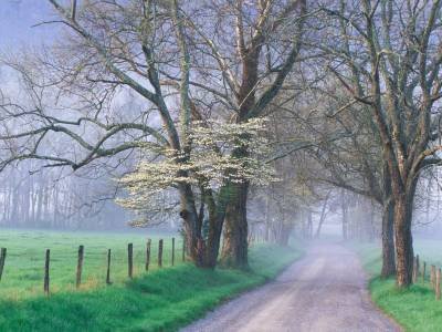 SMsp10 - Upper Sparks Lane, Cades Cove, TN