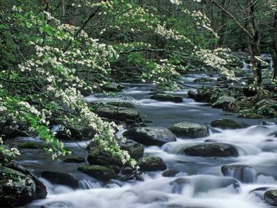 SMsp3 Dogwood blossoms, Great Smoky Mountains National Park, TN
