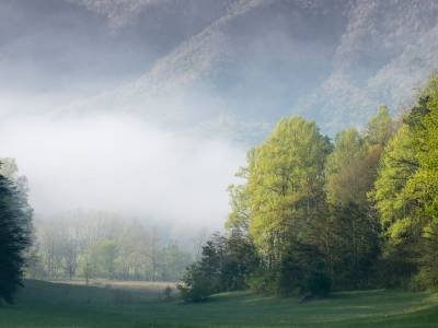 SMsp42-Cades Cove