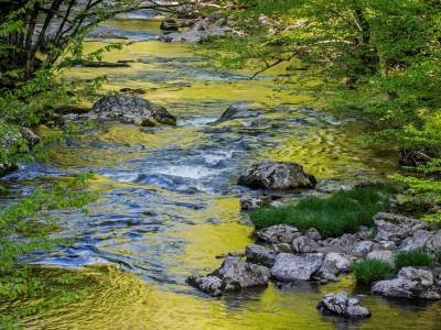 SMsp52-GSMNP-Litle River Gold, Great Smokey NP, TN