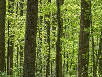 SMspp1-Maple Forest near Clingman's Dome