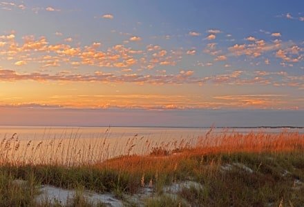 FLf83 WindMark beach oats