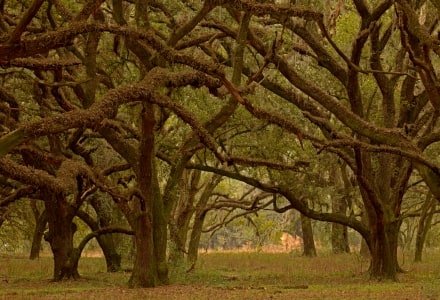 GAw12 Trees, Georgia