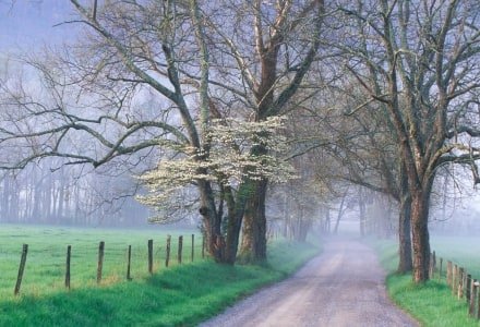SMsp10 - Upper Sparks Lane, Cades Cove, TN
