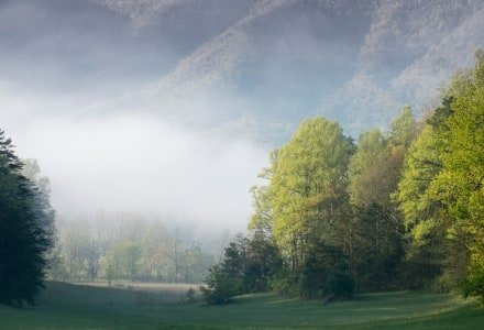 SMsp42-Cades Cove