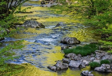 SMsp52-GSMNP-Litle River Gold, Great Smokey NP, TN