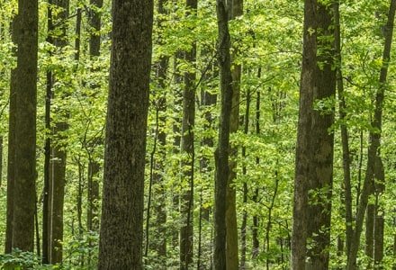 SMspp1-Maple Forest near Clingman's Dome