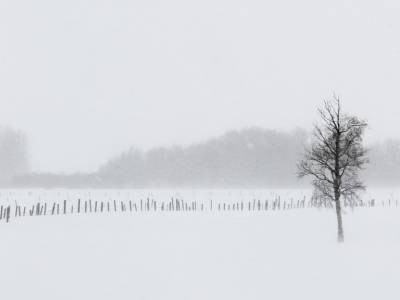 1_IDw20-73-Treeline-with-Fence-in-Whiteout