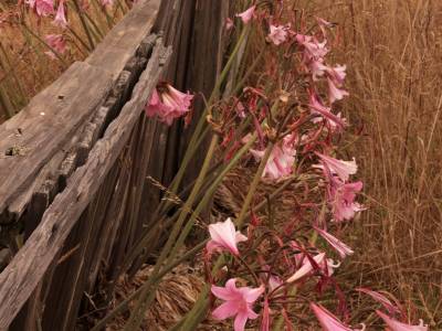 CAf0725 - Pink Daylilies along a Fence