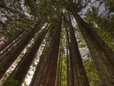 CAsp13-29 - Hot Spot Redwoods