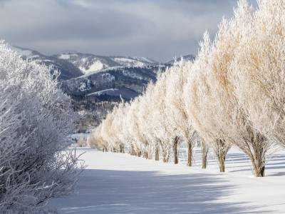 IDW20-162-Winter-Willow-Line-on-Road-6000-with-Big-Hole-Mountan,  Victor, Idaho