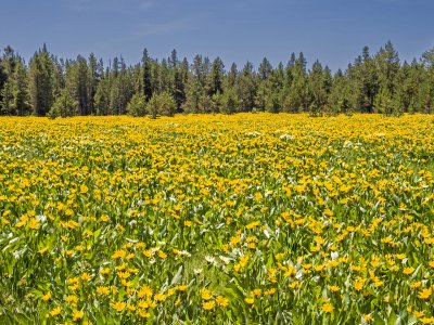 IDsu25-1-Arrowleaf-BalsamRoot-crop-Island-Park-Idaho-B0002016-wk-copy