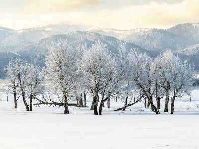 IDw20-139-Frosty-Trees-with-Palisade-Mountain-Range-background, Victor, Idaho
