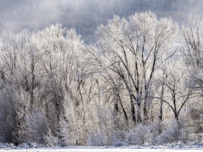 IDw22-42-Frosty-Cottonwoods-in-Grand-Teton-Canal