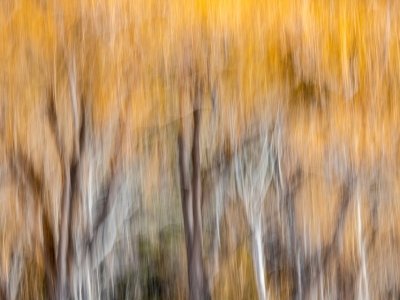 MTw20-7-Winter-Willow-Foliage-Paradise-Valley-MT
